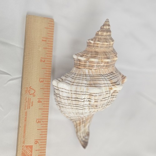 Tromba tritone charonia - tromba,