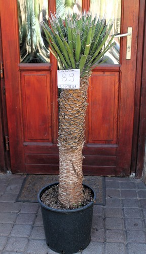 Yucca filifera del messico - filifera,