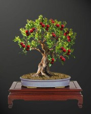 ARBUTUS UNEDO - CORBEZZOLO, 10