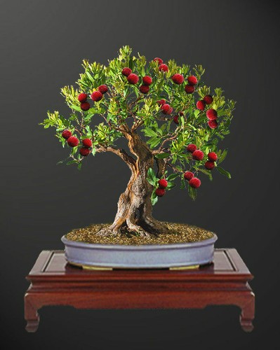 Arbutus unedo corbezzolo - -, corbezzolo,