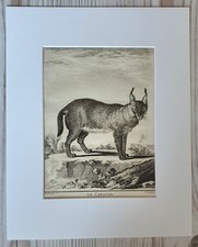 1767 litografia stampa