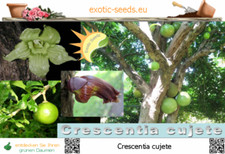 Crescentia cujete - Calebasso