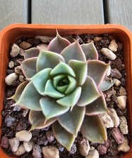 Echeveria punita - echeveria,