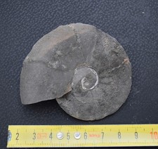 AMMONITI: Plesiospitidiscus