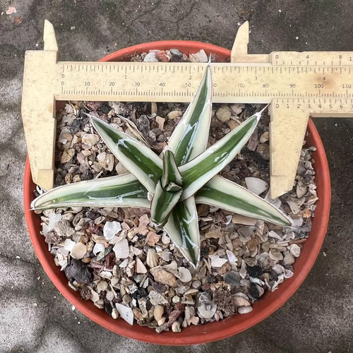1pz 8cm cactus - agave, viva