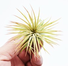Tillandsia Ionantha Rubra