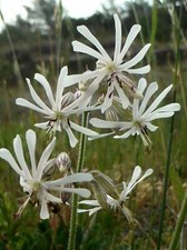 Notthingham Catchfly - Silene