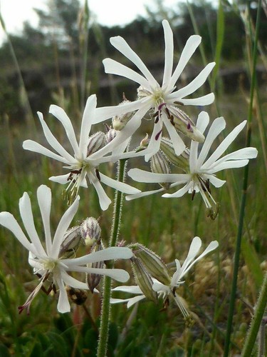Nottingham catchfly silene - nottingham,