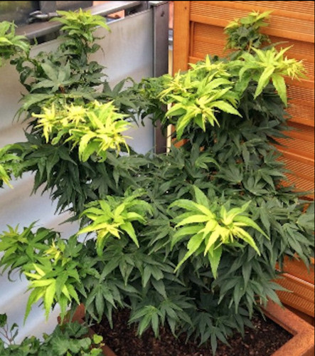 Acer palmatum - acer,