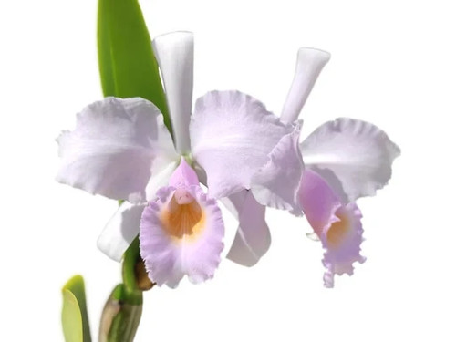 Cattleya trianae concolor - f.,
