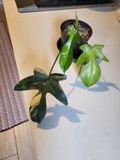 Philodendron  FLORIDA  BEAUTY