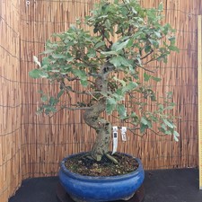 Bonsai quercia sughero h - quercia, da