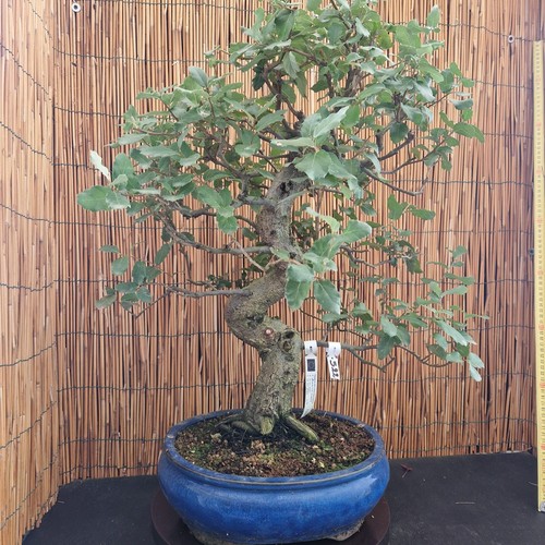 Bonsai quercia sughero h - di,