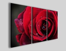 Quadri rosa rossa Red rose II
