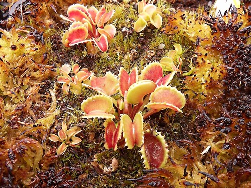 Dionaea muscipula carnivoria - dionaea, 'carnivoria