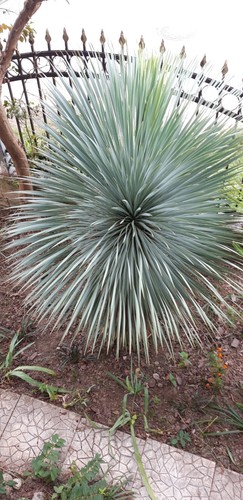 Giglio palma yucca - giglio, di