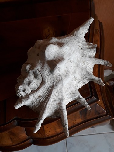 Conchiglia gigante vera - gigante,