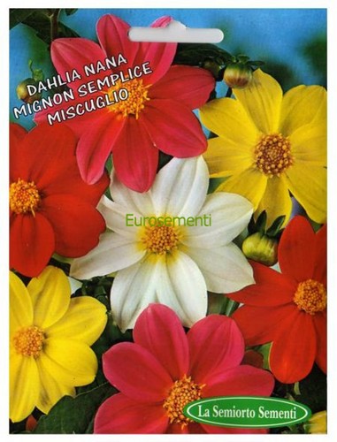 Semi seeds dahlia nana - 20, semi/seeds
