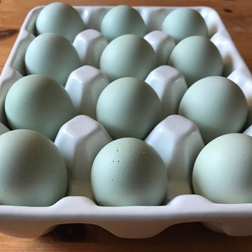 Uova fertili feconde araucana - fertili,