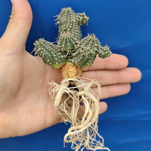 Euphorbia phillipsioides