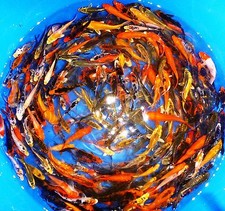 75-Lot Assorted 2”-4” live