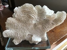 Coral Sculpture Beautiful on