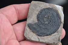 Ammonite Trachyceras sinensis