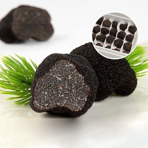 Squisiti tartufi neri freschi