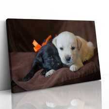 Carini cuccioli labrador - cuccioli, di