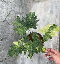 Philodendron Java Beauty