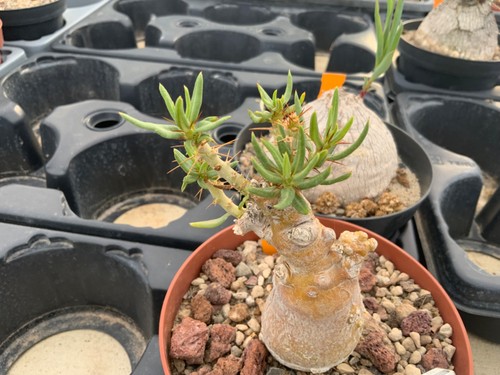 208 pachypodium bispinosum - pachypodium,