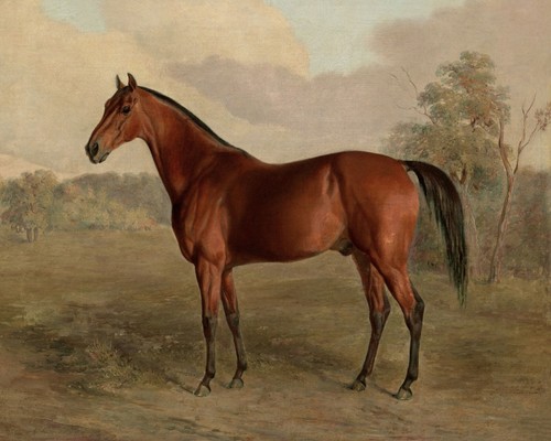 Dipinto cavallo baia - dipinto,