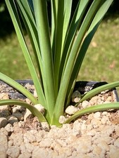 Yucca schottii x gloriosa 'Phoenix'