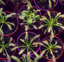 Drosera capensis | Cape sundew