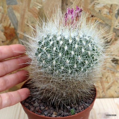 Thelocactus macdougallii vaso - thelocactus,