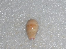 Cypraea gracilis special - cypraea,