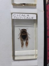 Cicala Tropicale