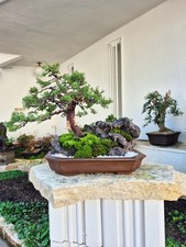 Bonsai di Ginepro Itoigawa su pietra (altezza: 39 cm senza vaso)