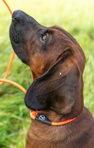 Guinzaglio per cani caccia - da,
