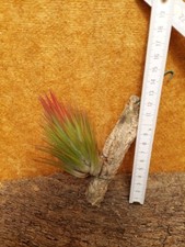 Tillandsia ionantha, rilegato
