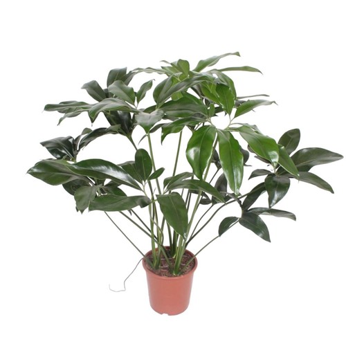 Bella pianta appartamento - bella,