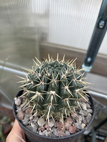 Notocactus - 🌵,
