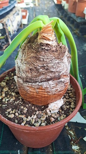 Boophone disticha succulente - ,