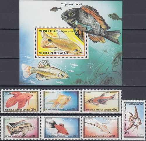 Set mongolia pesce - set,