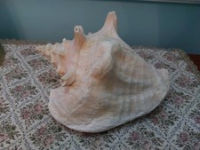 BELLA CONCHIGLIA GIGANTE
