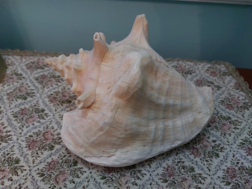Bella conchiglia gigante - conchiglia,