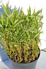 sasaella ramosa variegata bambù nano pianta fioriere  balconi zero manutenzione