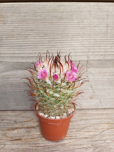 Mammillaria bombycina split