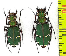Carabidae, Cicindela