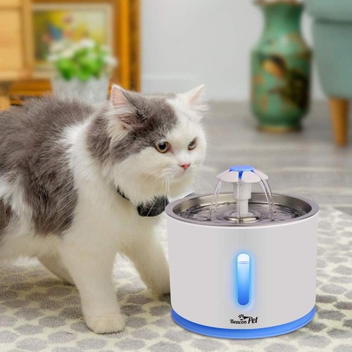 Fontana acqua gatto - , animali